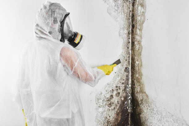 Best Office Mold Removal Services  in Lackland Af, TX