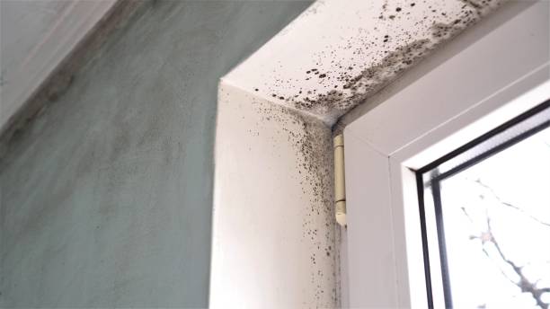 Best Mold Damage Repair  in Lackland Af, TX