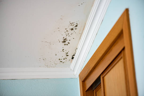 Best Mold Removal Company Near Me  in Lackland Af, TX