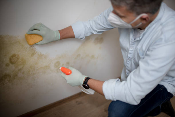 Best Best Mold Removal Companies  in Lackland Af, TX