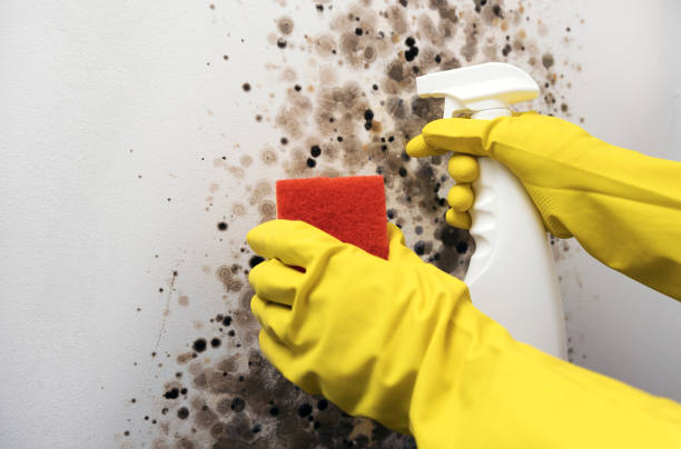 Best Mold Cleaning Services  in Lackland Af, TX